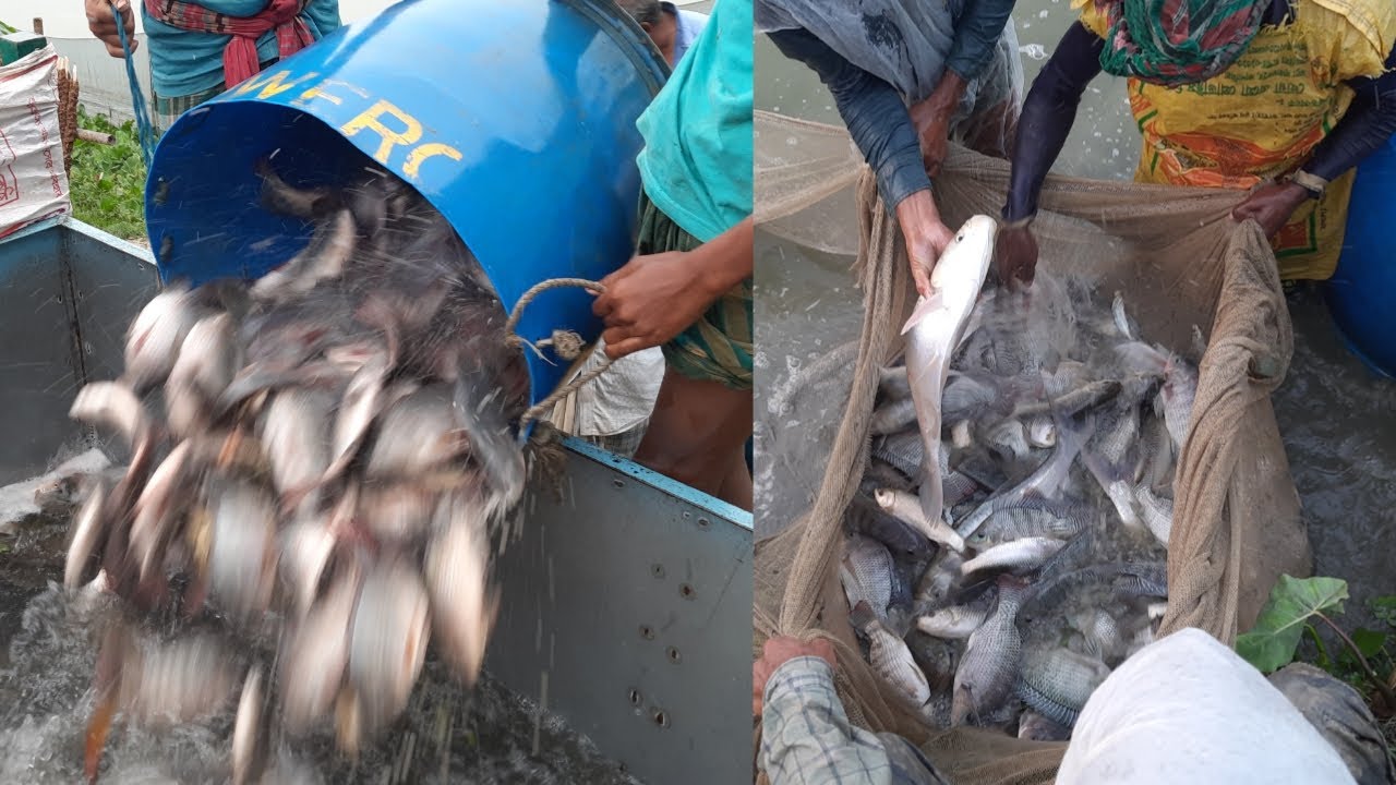 Best Hilsa Fishing at Sea ! Amazing ilish Fish Catching by Net With Beautiful Natural