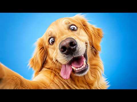 Try Not To Laugh | PETS EDITION