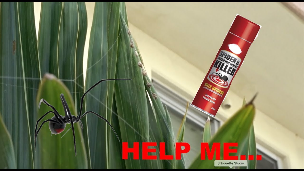 Trying to kill spider eggs! TBT Vlog YouTube