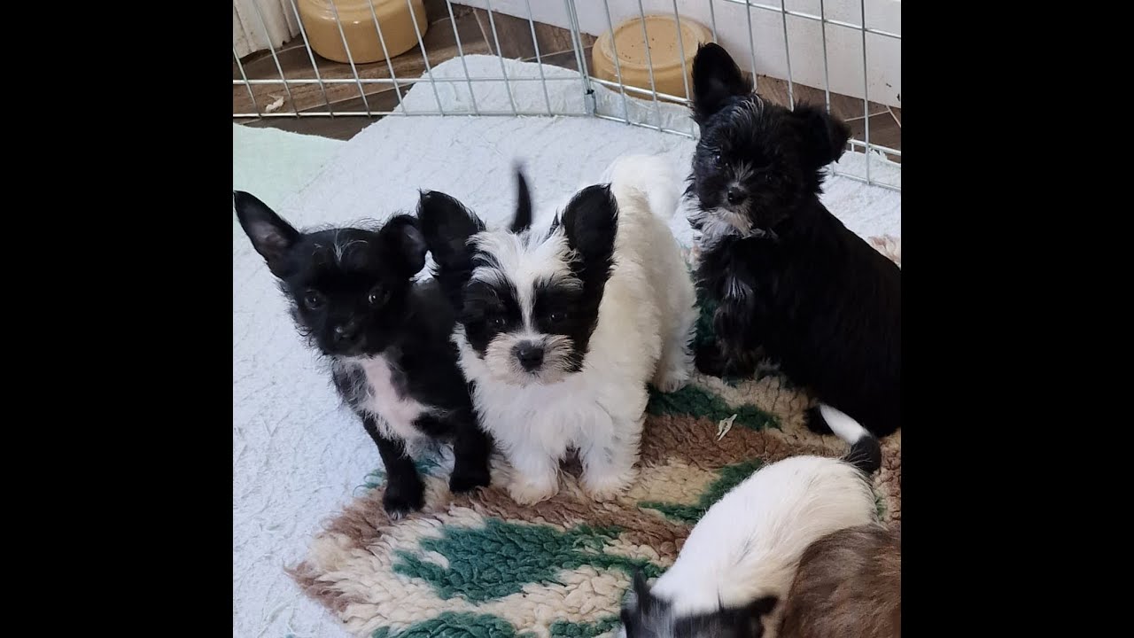 SedgysMiniMe BieChi pups : Chewy Sticks : Berry wants all of them, Dezzie would be happy with one.