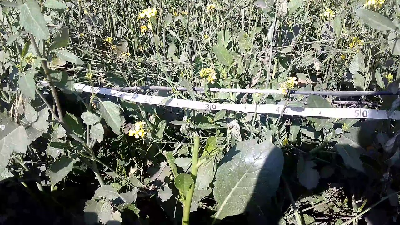 Real jungle main mangle with recorded