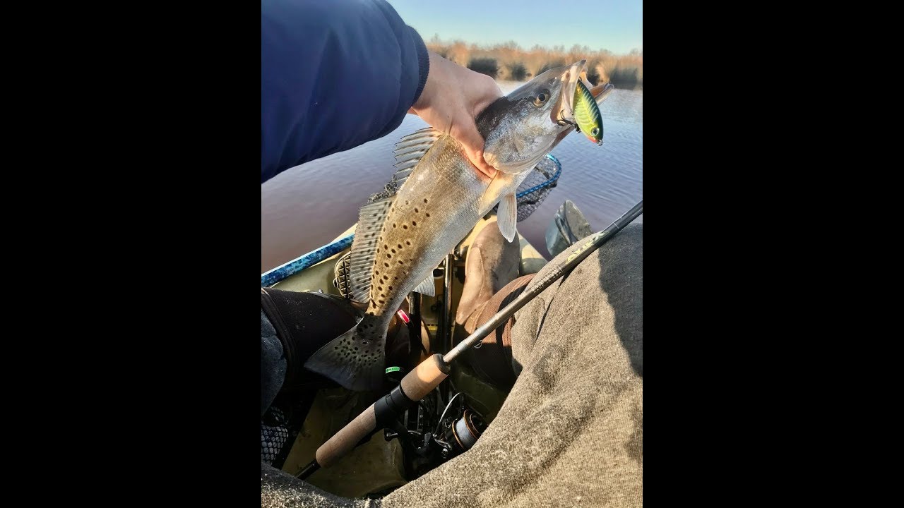 FULL MOON MADNESS (Speckled Trout Fishing) YouTube