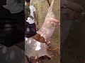 شاب ليبي يسلخ الذبيحة في 4 فقط دقائق ما شاء الله تبارك الله 