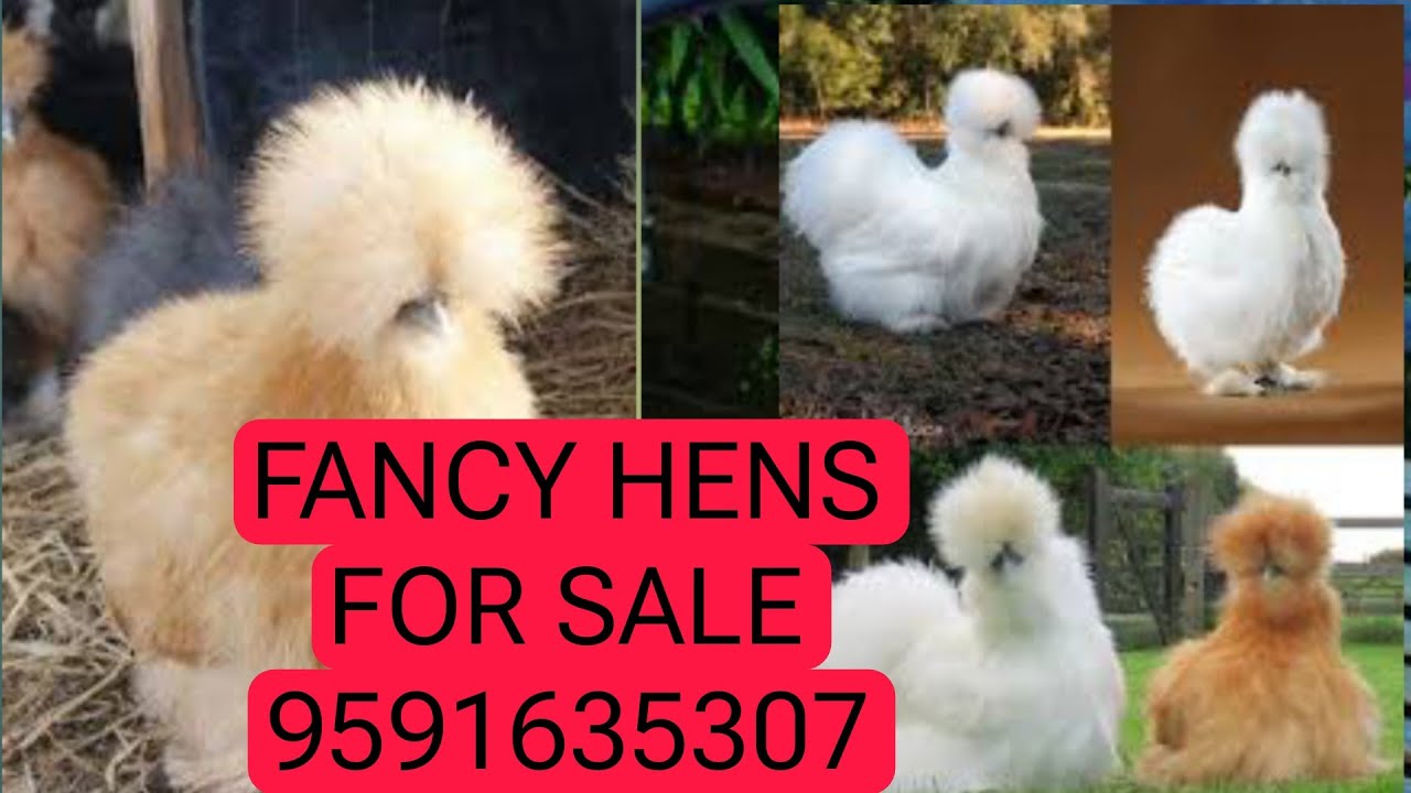 ONLY 3,500 Rs PAIR . Exotic hens for sale.  Fancy hens for sale.
