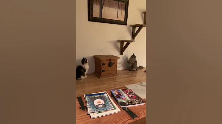 Watch the video about Two Big Cute Playful and Fluffy MaineCoon Cats | #shorts