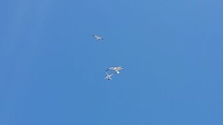 Sea Gull Birds Swooping & Dive Bomb Attacking Drone - DJI Phantom 2 Vision+ @ Balboa Island, CA
