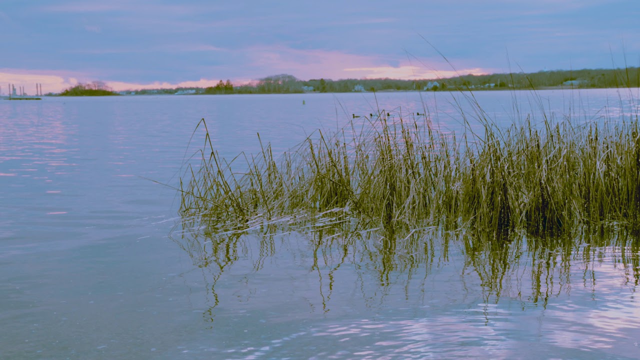 Diving Ducks YouTube