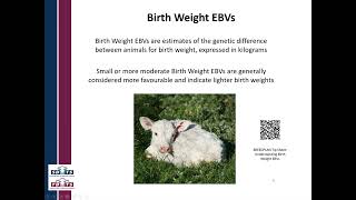 Better Bull Buying Webinar Series: Bull Selection Decisions for Heifer Matings