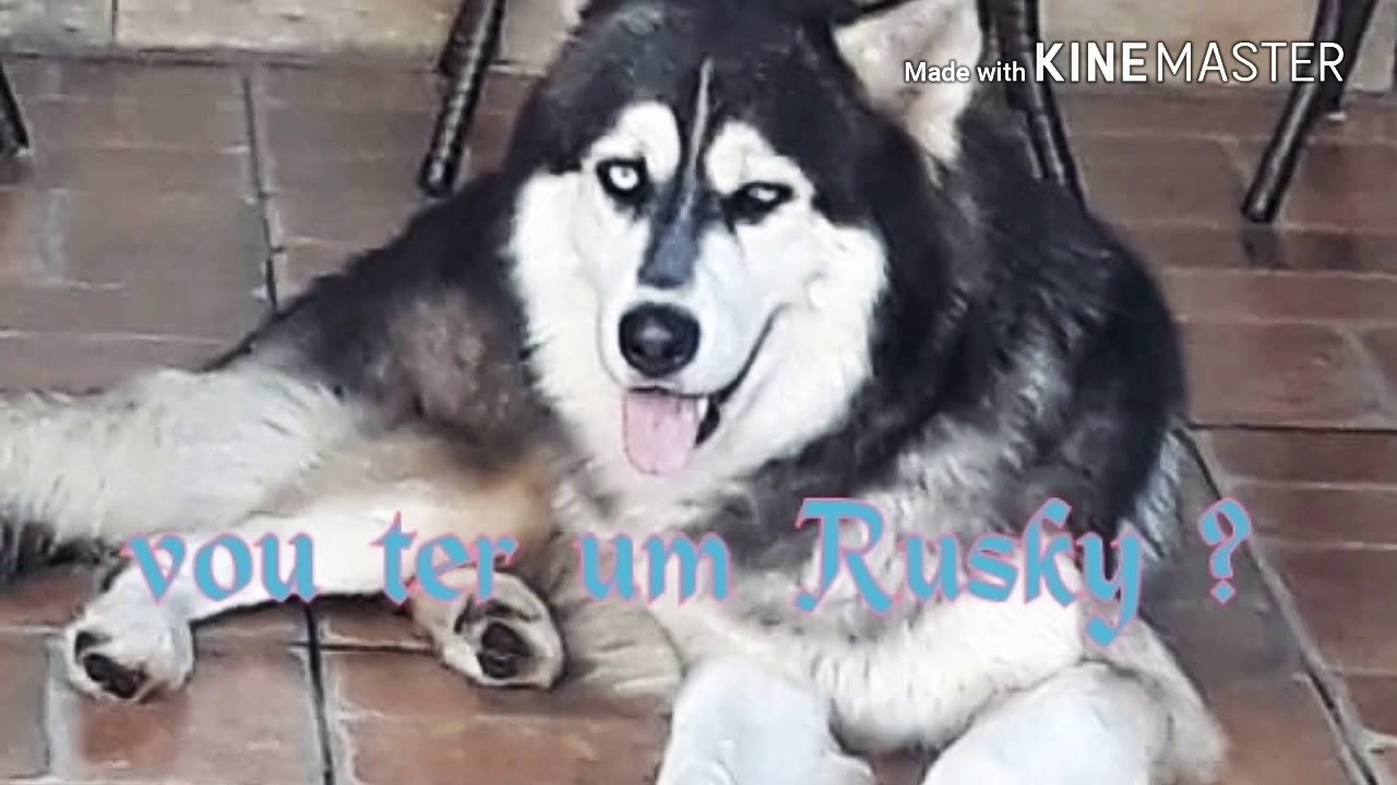 Rusky Rusky