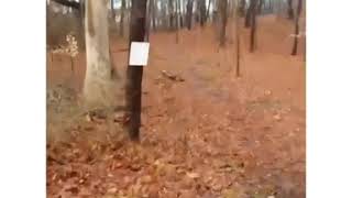 Cedar Swamp / Cedar Woods Walking Tour