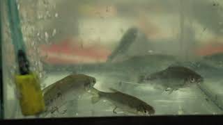 Live Bait Threader