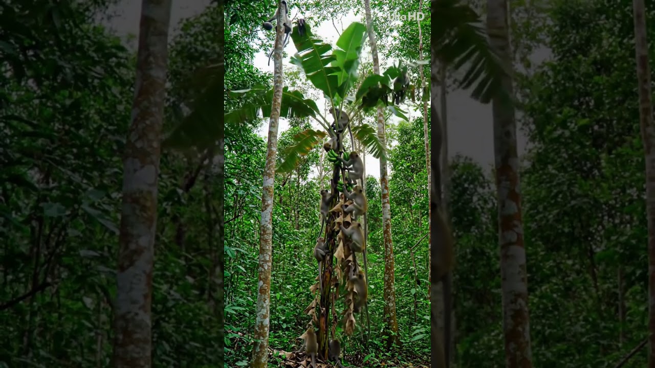 Monkey Troop Eating Bananas on Banana Tree in Jungle | Funny Animal Moments