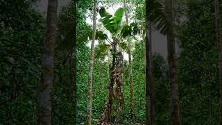 Monkey Troop Eating Bananas on Banana Tree in Jungle | Funny Animal Moments