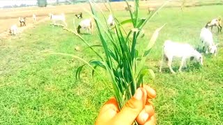 24 curious goat kids !