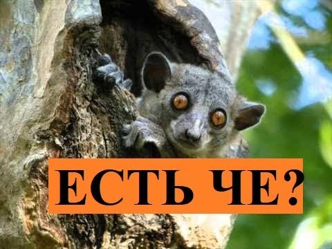 Топ-10 животных, впадающих в спячку