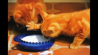 😺 This bowl is single-seater! 🐈 Full version of the new video is available on the new Baraban-TV by Baraban-TV 4,111 views 5 days ago 1 minute, 38 seconds