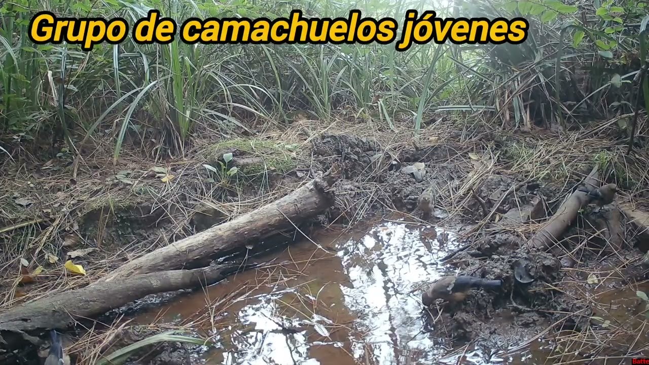 Nuevas aves en la charca ( otoño 2025)