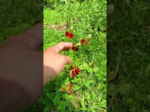 Video: Mexican Hat On A Flower Bed