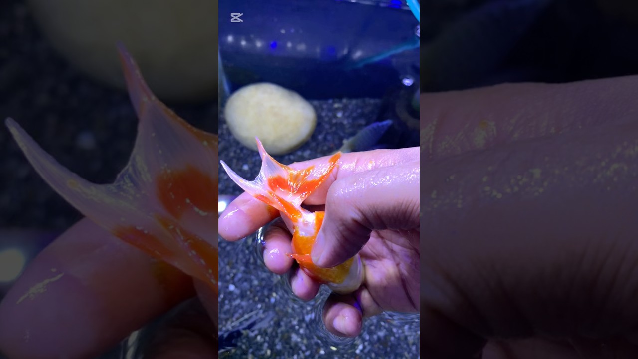 হাতে নিতেই গোল্ডফিস ডিম দিয়েছে 🐟