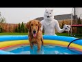 Cat Gives Dogs Bath in Swimming Pool!