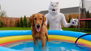 Cat Gives Dogs Bath in Swimming Pool!