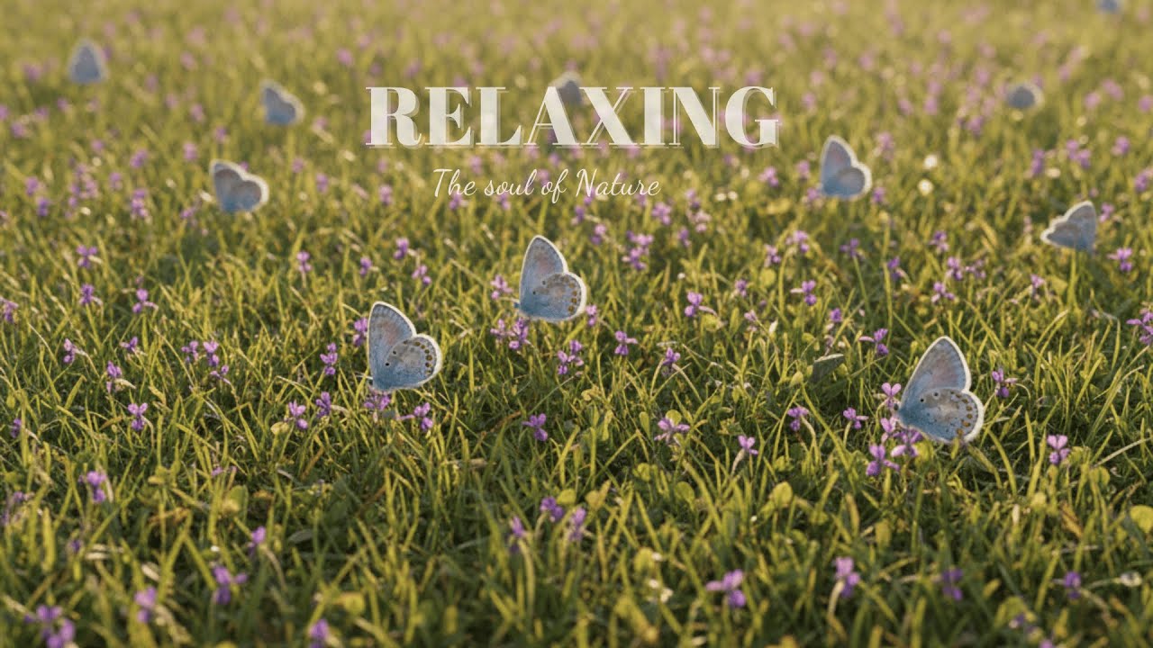 Relaxing Nature Music | Common Blue butterflies– Peaceful Ambient Sounds for Focus, Deep Relaxation