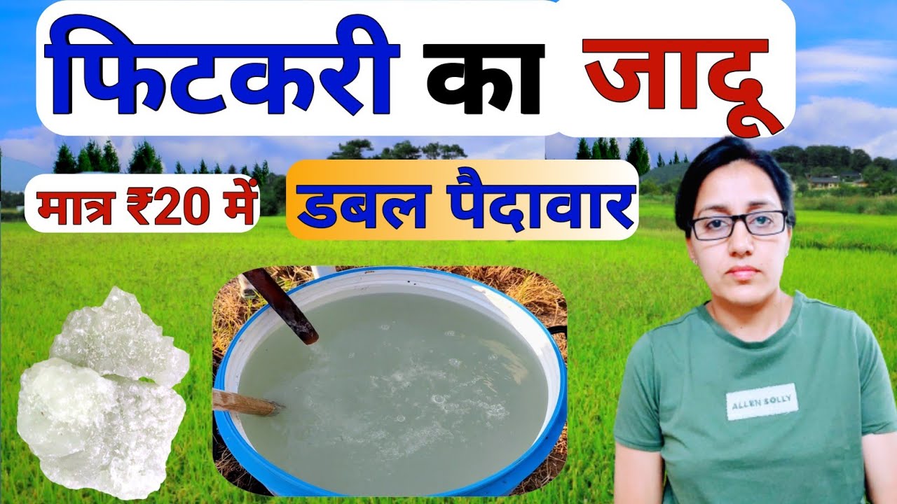 खेती में फिटकरी का सही उपयोग | potassium aluminium sulfate in farming | fitkari ke upyog | alum