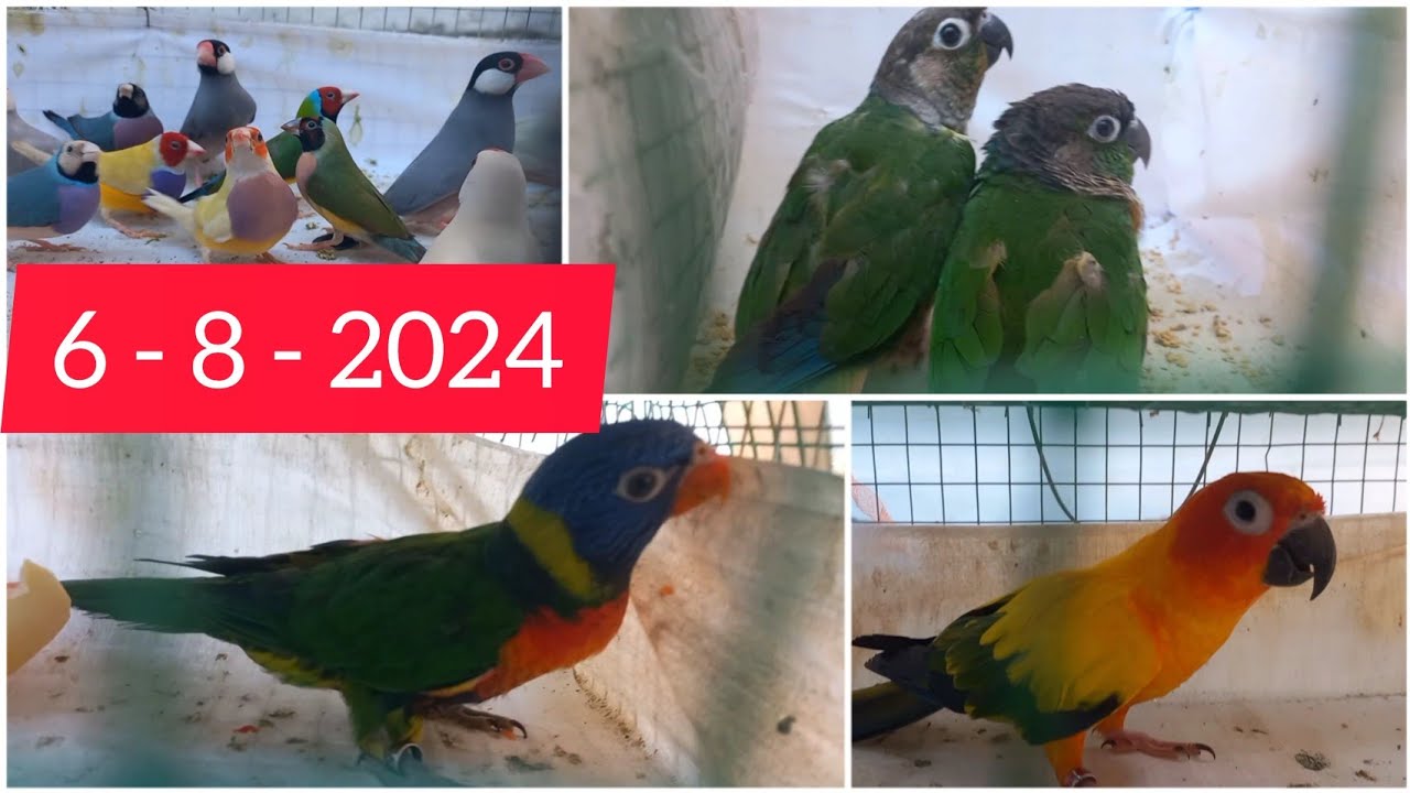 birds transportation video /birds /finches /Java /cocktail /Golden ...