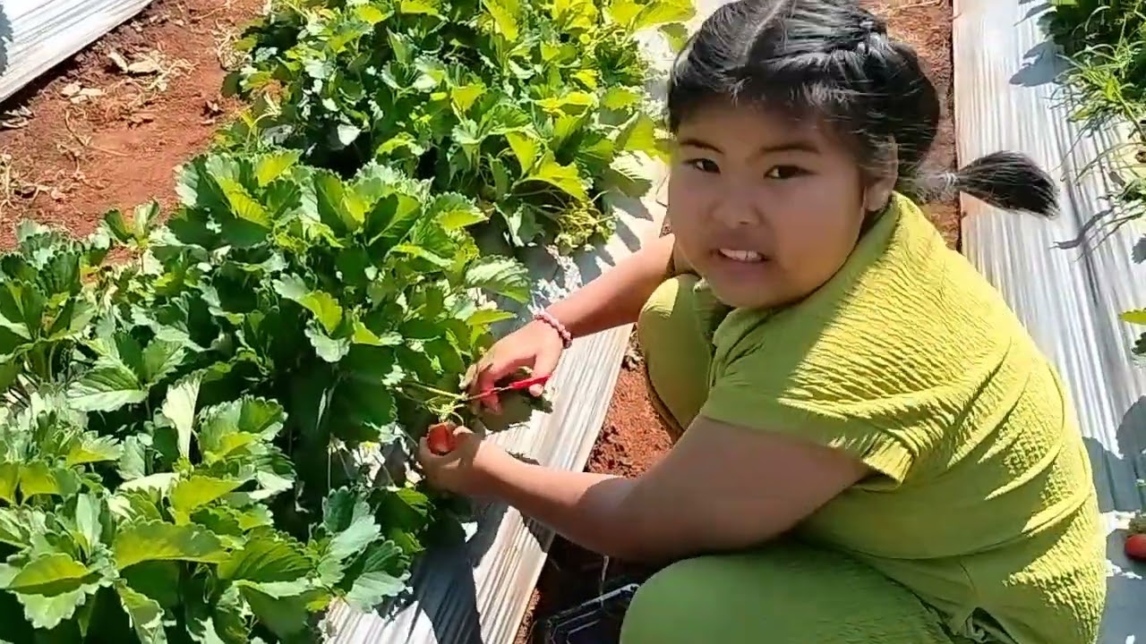 เก็บสตรอเบอร์รี่กันคะ