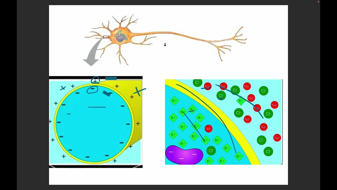 الدرس ال٣ الاكشن بوتنشل action potential and membrane potential