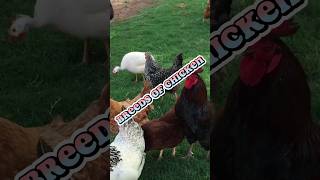 5 of the Most Expensive Chicken Breeds in the World!