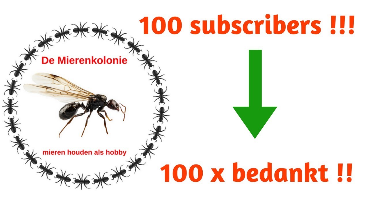 100 subscribers voor de Mierenkolonie !! 100x bedankt !! - YouTube