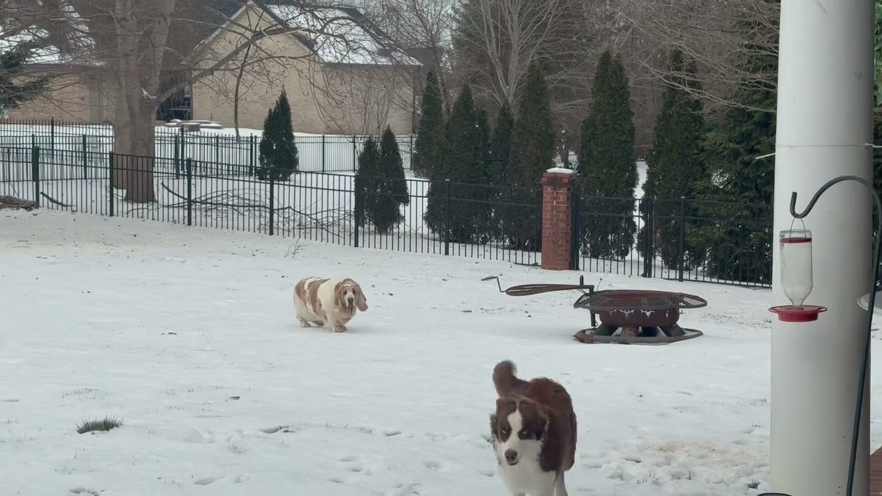 Одна бассет-хаунд в открытых санях