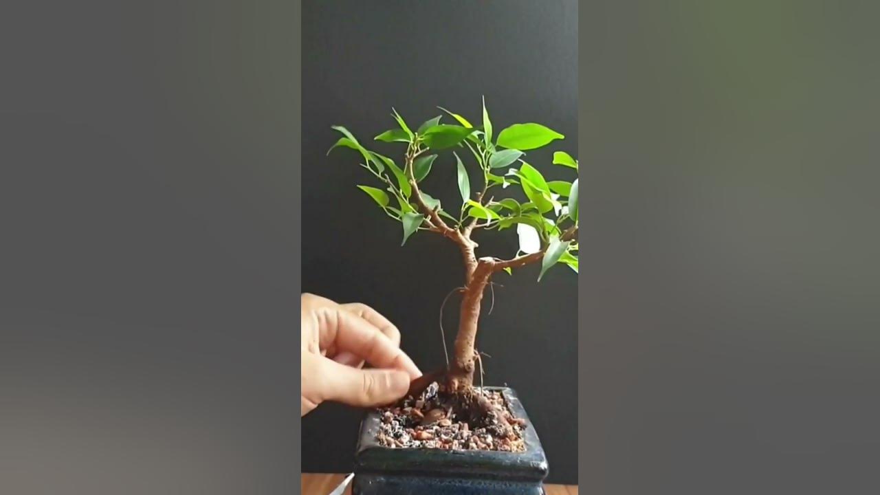 Correcting inverse taper on ficus bonsai root taper bonsai shorts