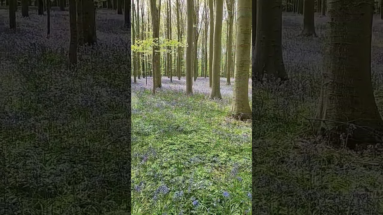 Bluebell forest Belgium 