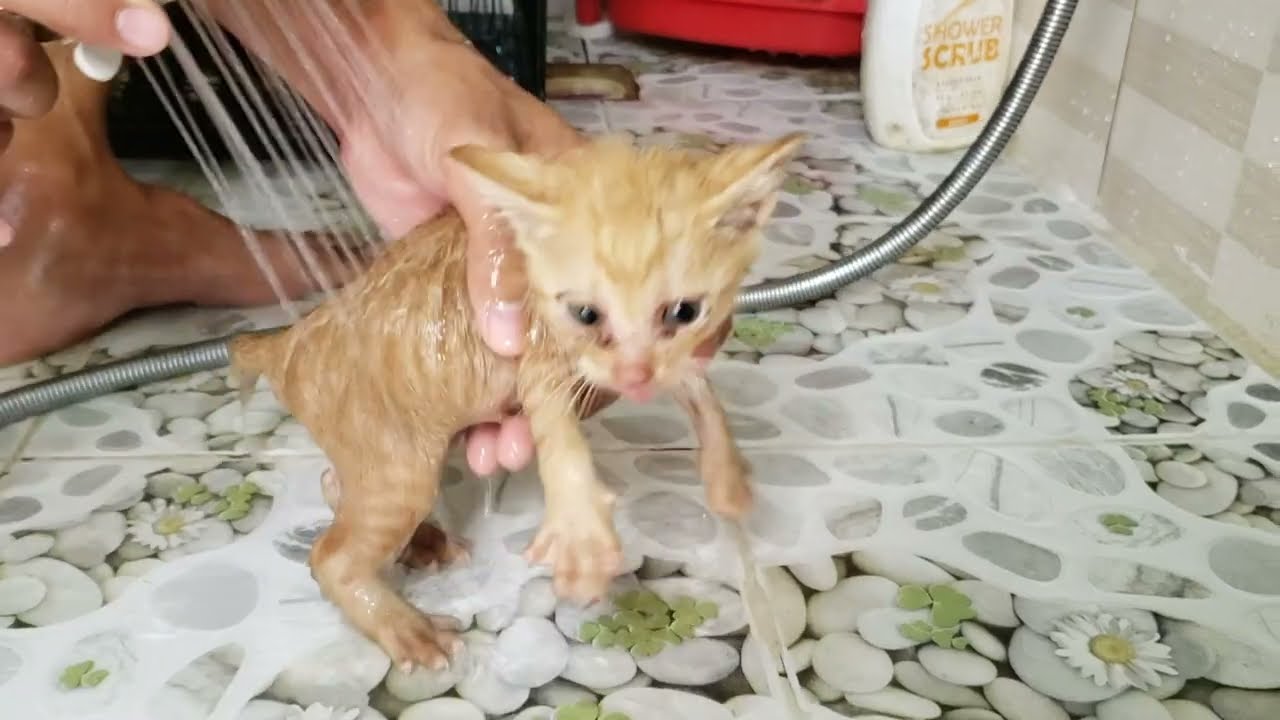 Rescue Kitten Orange Seems Not Enjoying Bathing