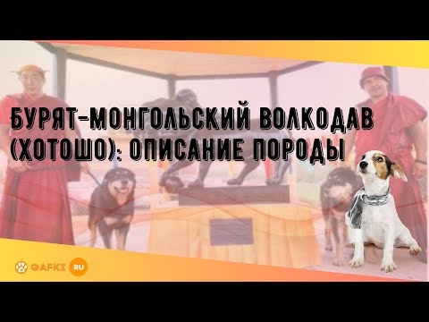 Бурят-монгольский волкодав (хотошо): описание породы