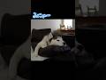 ブレーキ壊れてる犬 #husky #シベリアンハスキー