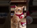 Purrs and pranks best moments 9