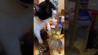 仏壇のぼんぼりで遊ぶ猫 cat ハチワレ ねこ はちわれ