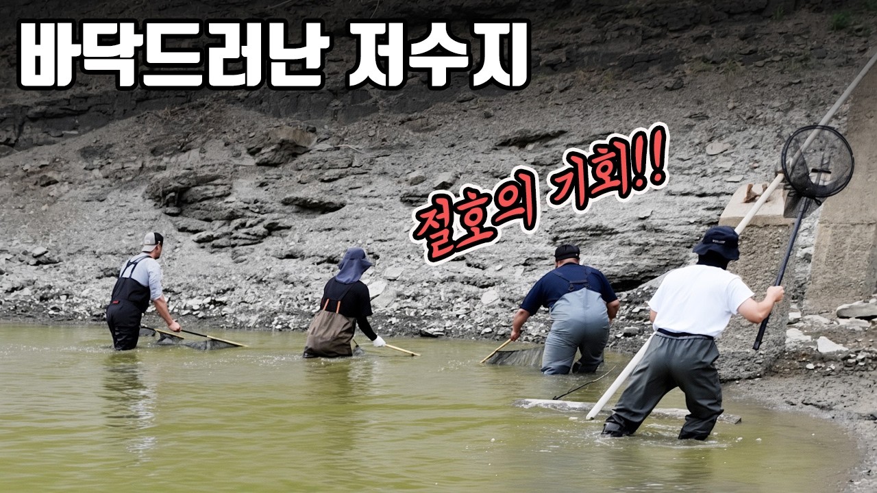 역대급 가뭄으로 말라버린 저수지에 외래종이 바글바글!! 그런데 충격적인 결과가...
