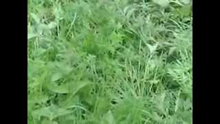 Lov Na Kosovo -Banjska 2014