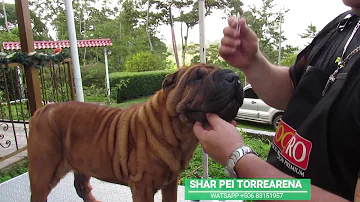 Como tratar a pele do Sharpei?
