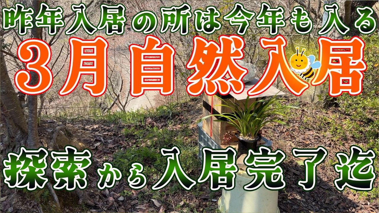 Japanese Honeybees Naturally Settle in March] We'll show you the