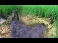 Amazing Traditional Fishing During Flood Season! How To Fishing With Bamboo Trapping System At Field