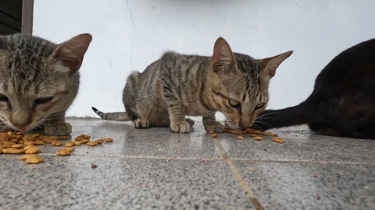 Two Cute Cats Enjoying Their Meal 😺😺 | Satisfying Cat Eating Video