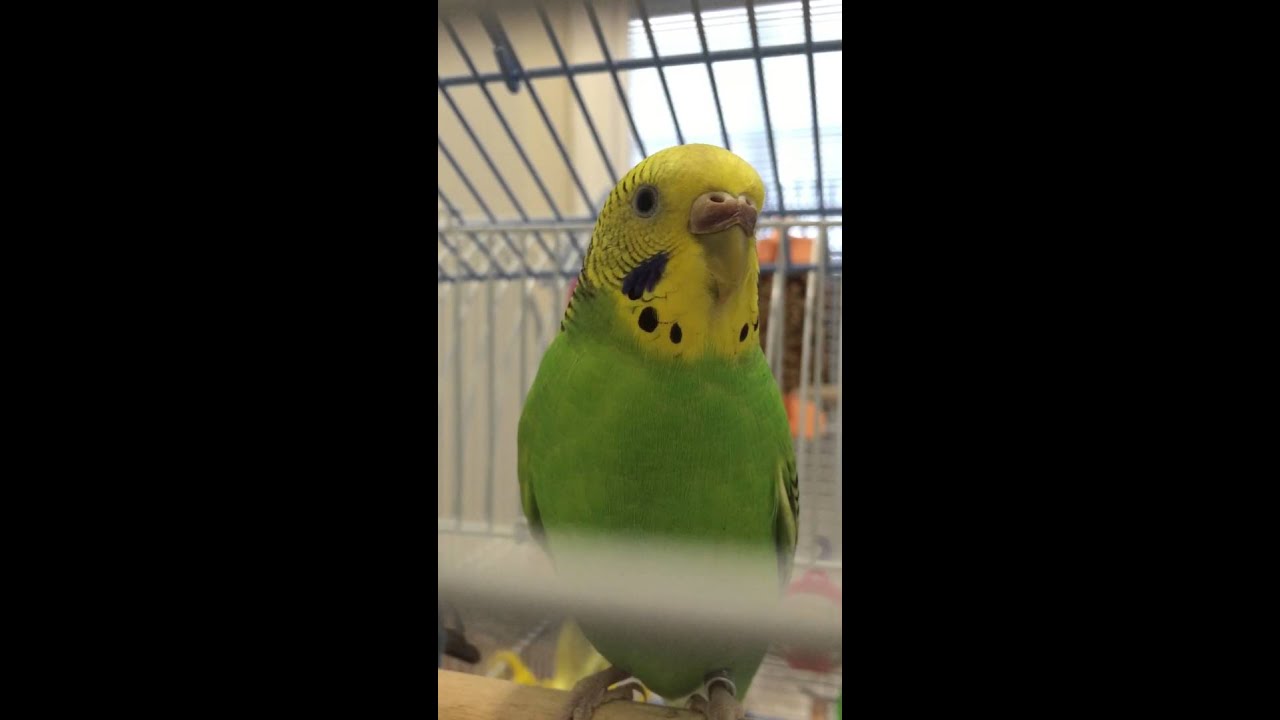 Parakeet chirping - YouTube