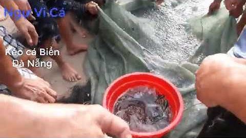 Mẻ lưới Cá Biển Đà Nẵng có 102 và cái kết | Ngự Vi Cá