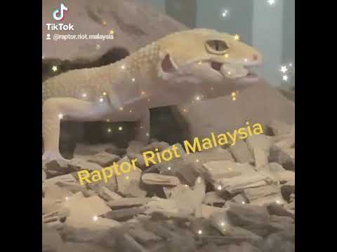 leopard gecko pellets