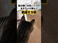 困っている猫を助けた代償がこれ。 #保護猫 #猫のいる暮らし #cat #shorts